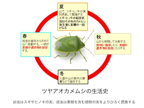 大量発生しているツヤアオカメムシの生態と対策【2023年9月】 公益財団法人 いたみ文化・スポーツ財団