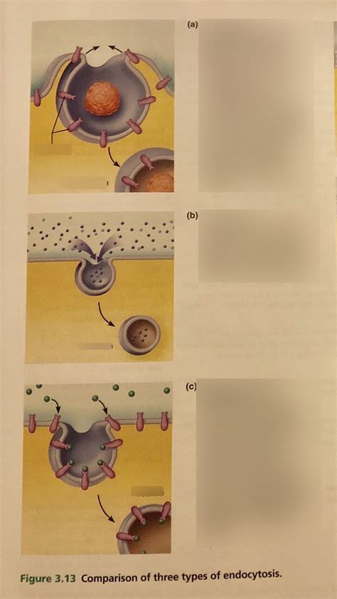 Figure 3 13 Types Of Endocytosis Diagram Quizlet