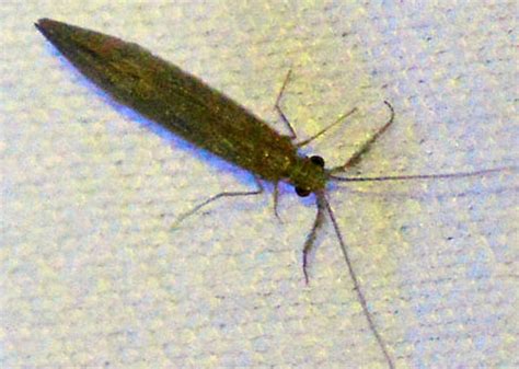 Long Horned Caddis Fly Trichoptera Leptoceridae