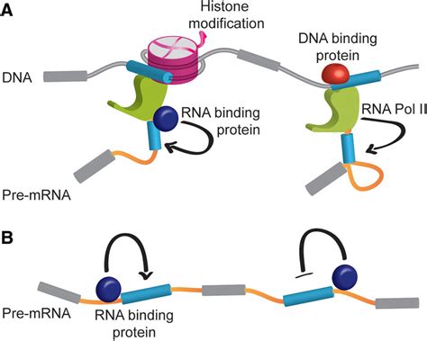 Key Mechanisms Of Alternative Pre MRNA Splicing A Histone