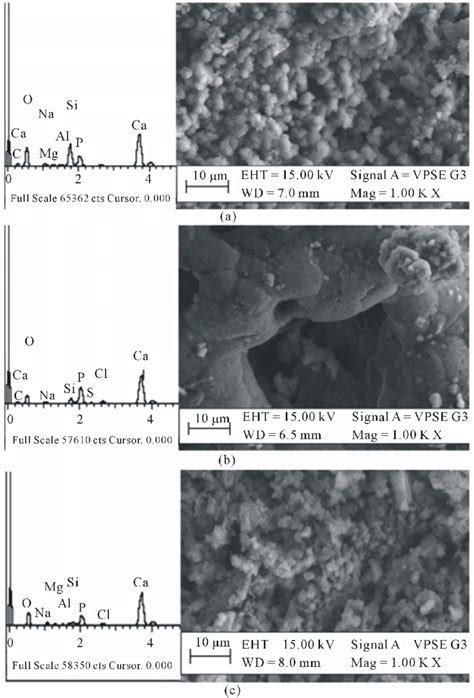 EDX Spectra And SEM Micrographs Of The Bioactive Glass After Immersion