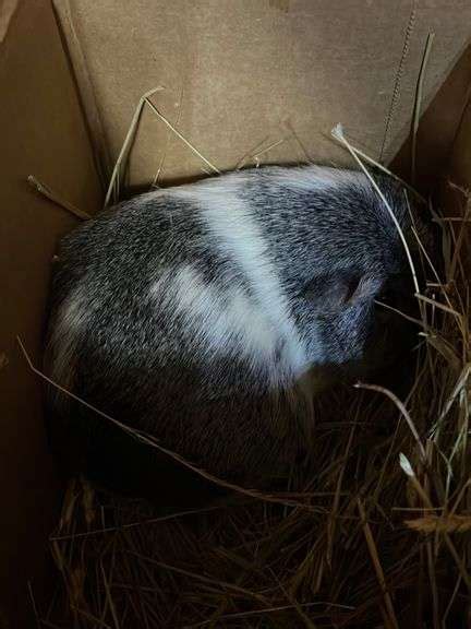 Female Guinea Pig Rogers Community Auction Inc