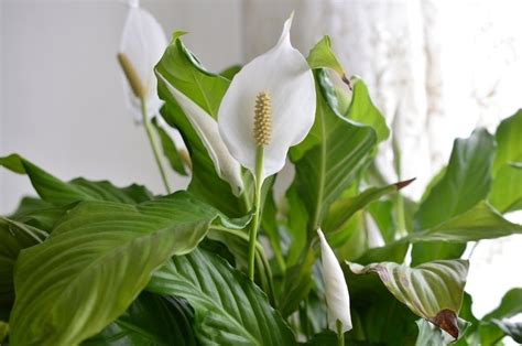 Houseplant Of The Month Peace Lily Frosts