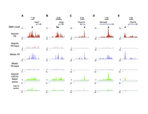 RBPJ The Major Transcriptional Effector Of Notch Signaling Remains