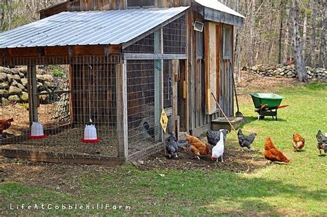 Chicken Coop Thirteen Lessons Learned Chickens Backyard