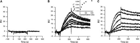 Myostatin Prodomain Blocks The Interaction Of Mature Myostatin With