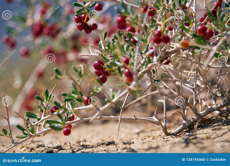 Shrub Nitraria Sibirica With Red Berries Fruits In Mongolian Arid Desert In Western Mongolia