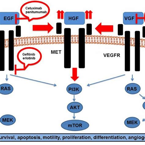 Functional Crosstalk Of HGF MET Signaling Pathway With EGFR And VEGFR