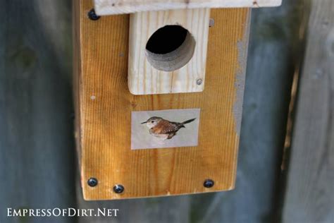 Make a House Wren Nesting Box (Free Plans)