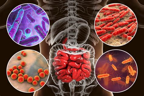 What Is The Microbiome And How Does It Influence Our Health The