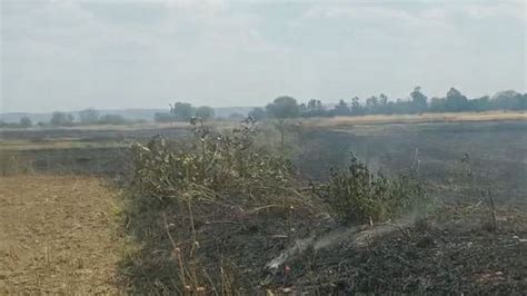 Six Bighas Of Wheat Crop Burnt Due To Spark From High Tension Line