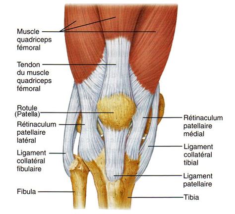 Les Os De La Jambe Et Du Pied Planches Anatomiques Planche