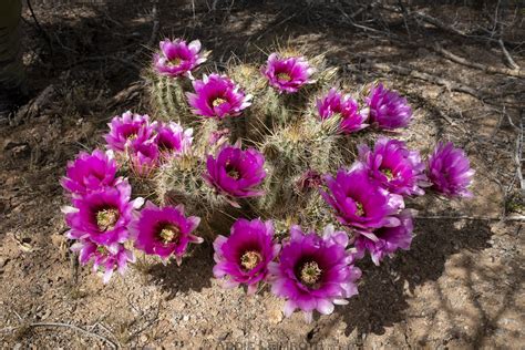 Echinocereus Engelmannii Engelmann S Hedgehog Cactus Flickr