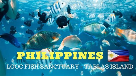 Looc Fish Sanctuary Tablas The Best Snorkelling Spot In Romblon