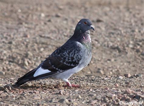 Rock Dove Pigeon South Dakota Birds And Birding