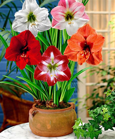 Amaryllis bulbs good size pack of 5 buy at seedsnpots.com