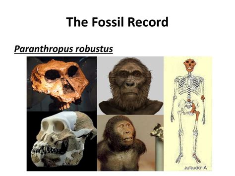 Ppt Human Evolution Powerpoint Presentation Free Download Id6580873