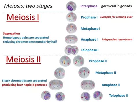 In Meiosis A Cell Divides Twice But The Chromosome Divides Once How