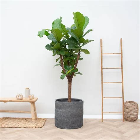 Ficus Lyrata Vertakt Cm Bestellen Bij De Kweker Pots Plants