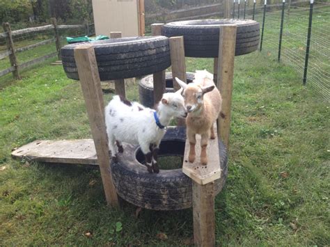 Goat Play Equipment