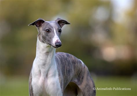 Whippets Breed Characteristics