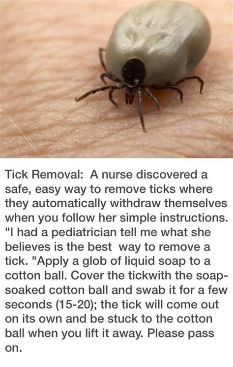 How To Get Rid Of Ticks In Your Yard 4 Simple Ways To Eliminate Ticks Artofit