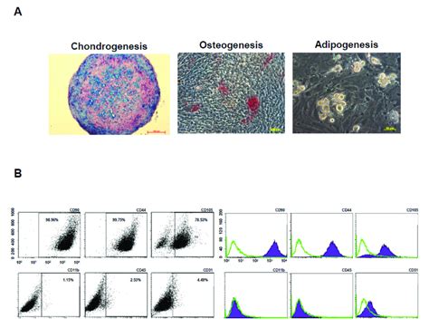 Characterization Of Pmscs By Tri Lineage Differentiation And Surface