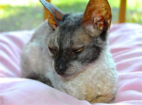 Cornish Rex Ph