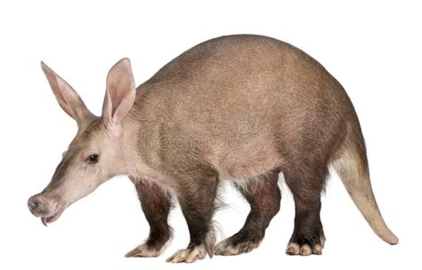 Aardvark Snout Stockbild Bild Von Haarig Graben Bewegung 167105371