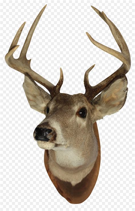 Clip Art Library