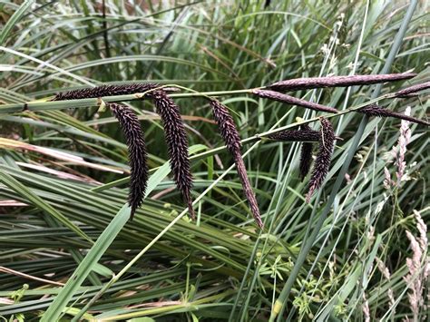 Slough Sedge Edible Plants Of The Greater Portland Metro Area