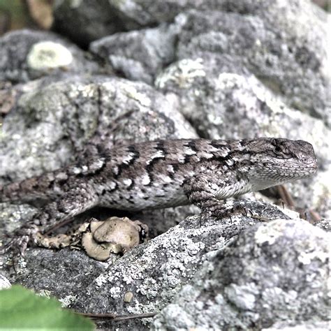 Eastern Fence Lizard Hiker S Notebook