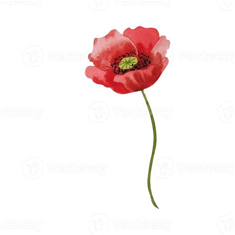 Watercolor Red Poppy Flower 19865444 Png