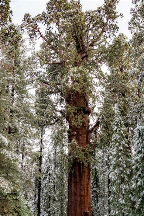 Sequoia National Park In Winter | EMBRACE SOMEPLACE