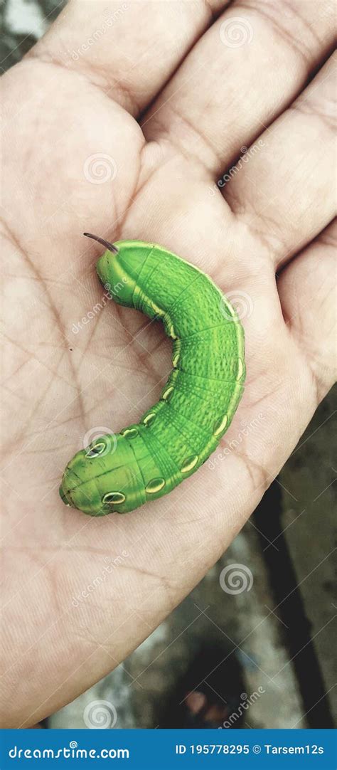 Green Caterpillar with Horn on Tail Stock Image - Image of finger ...