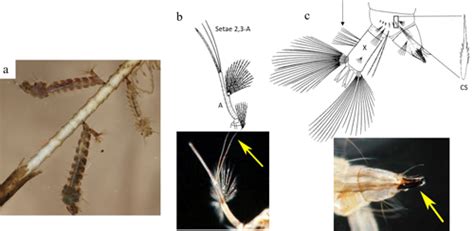 A Mosquito Mansonia Titillans