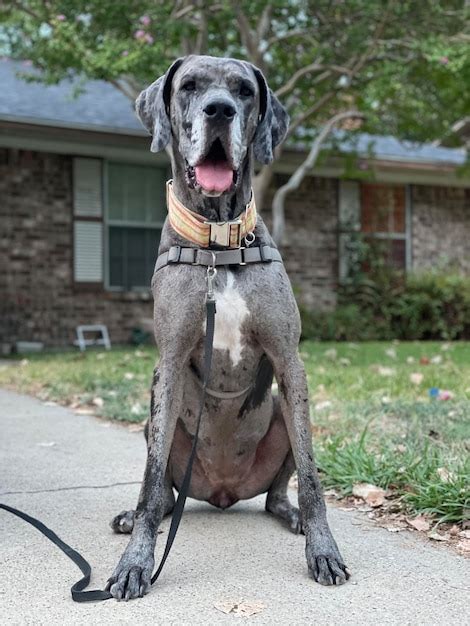 Premium Photo | Great dane wearing harness