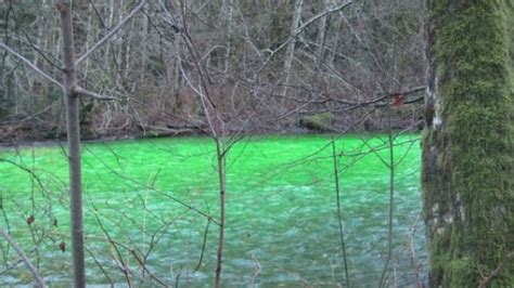 Mystery Green Substance In Bc River Cbc News