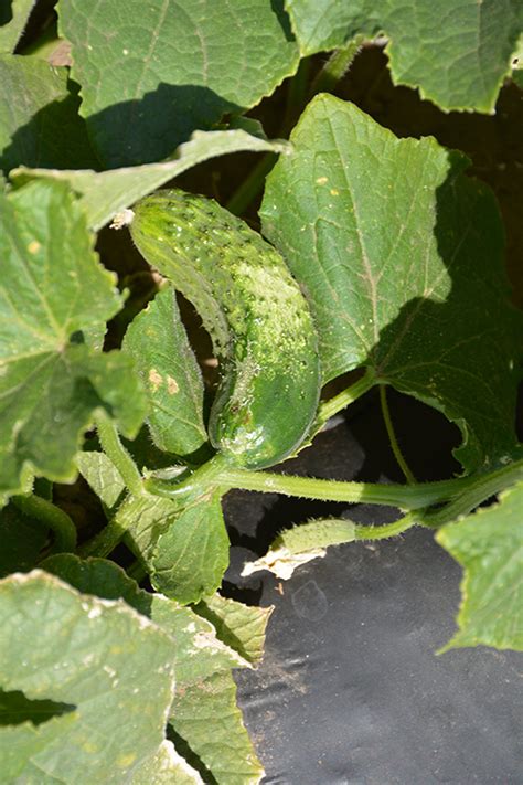 Bush Pickle Cucumber Cucumis Sativus Bush Pickle In Milwaukee