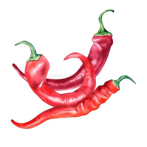 Red Chili Hot Peppers Watercolor Illustration Isolated On White Background Stock Illustration