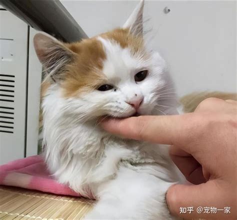 猫咪“轻咬”你？不只是玩耍，还有这些隐藏含义