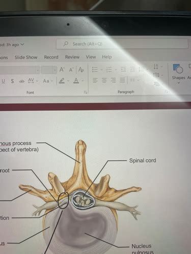 Chapter 7 Skeletal System Lecture 1 Flashcards Quizlet