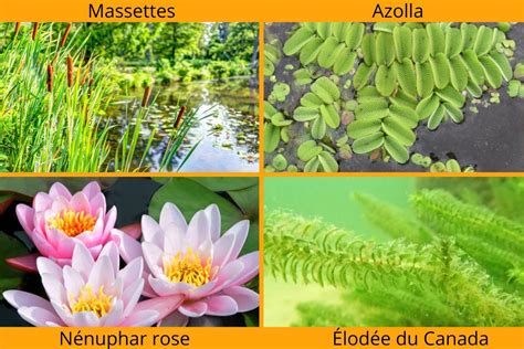 Liste De De Plantes Aquatiques