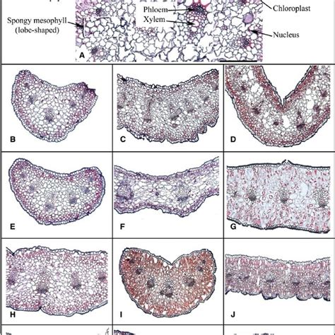 (PDF) Evolution of leaf blade anatomy in Allium (Amaryllidaceae ...