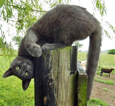 Friday Funny: Putting the Cat Out | Panhandle Agriculture