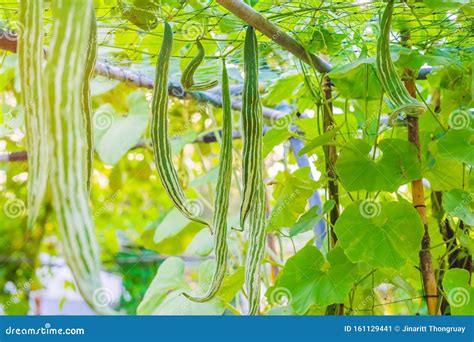 Snake Gourd Trichosanthes Anguina Linn Hanging In Vegetable Garden