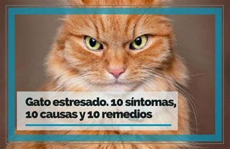 Gato Estresado S Ntomas Causas Y Remedios Feelcats