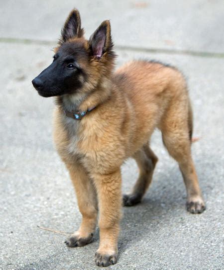 German Shepherd Belgian Tervuren Mix | [#] Lunawsome