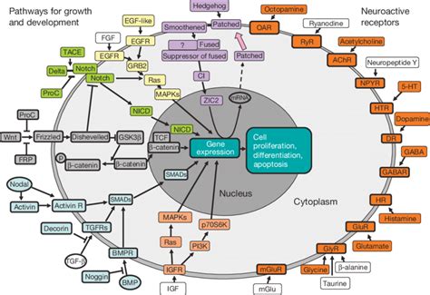 Putative Signalling Pathways For Growth Development And Neuroactive