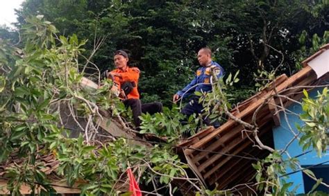 Dua Rumah Warga Pandeglang Di Jiput Dan Pulosari Rusak Tertimpa Pohon